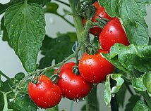 Pomidorai