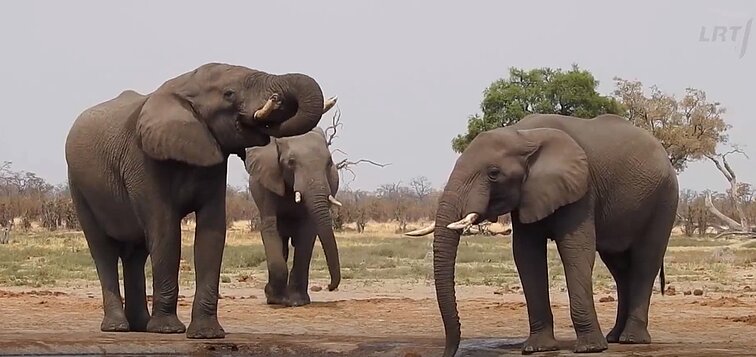 Klausimėlis. Ką žinote apie Afriką?