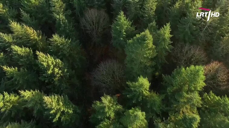 Kultūros diena. „Lietuvos humanitarinių mokslų Raudonoji knyga“. Kodėl?