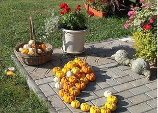 Salvinos ir Alvydos Kievinų moliūgai