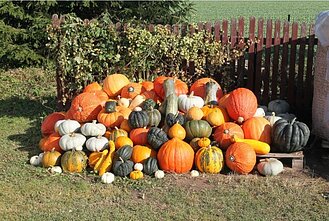Salvinos ir Alvydos Kievinų moliūgai