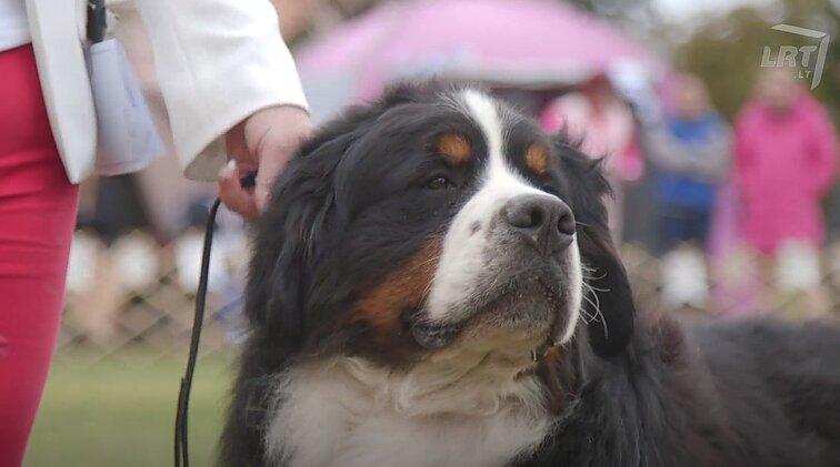 Džiaugsmas „zenenukų“ mylėtojams: „Zennenfest`2019“ šventė pajūryje