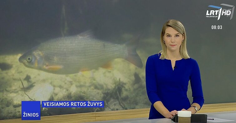 Žinios. Lietuvoje prieš du dešimtmečius beveik išnykęs Skersnukis grįžta į upes