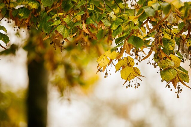 Metai. Rudens gėrybės