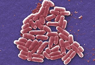 Escherichia coli bakterija taip pat gali sukelti cepsį