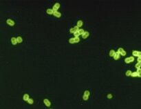 Streptococcus pneumoniae bakterija