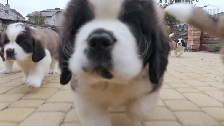 Mūsų gyvūnai. Avių mylėtojų šventė, balinių vėžlių gelbėjimo akcija ir velniškai mieli senbernarai