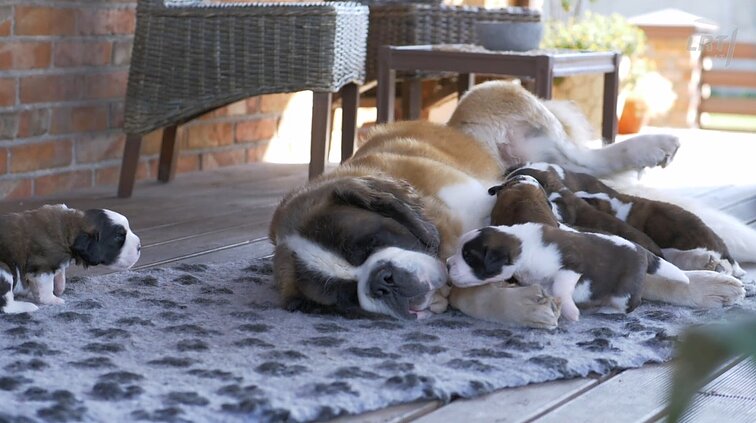 Ne šunys, o veikiau mieli pūkuoti meškinai: senbernarų skleidžiamas jaukumas – beribis
