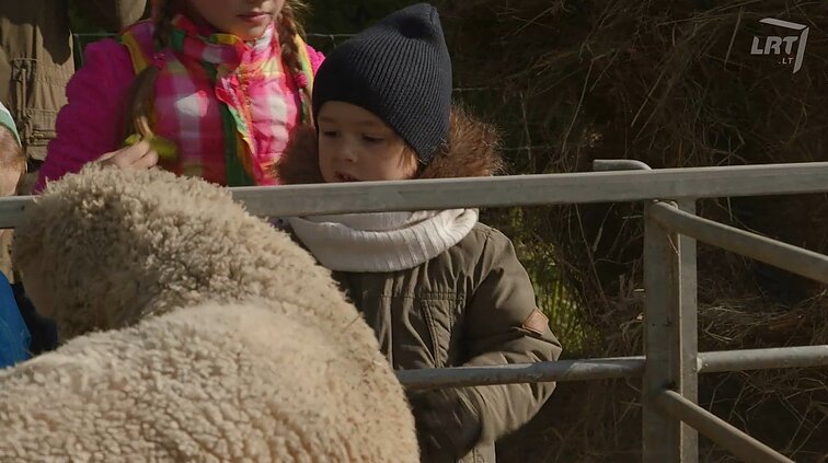Mažasis Vincukas – tikras ūkininkas: keturmetis spėriai talkino tėvams avių mylėtojų šventėje