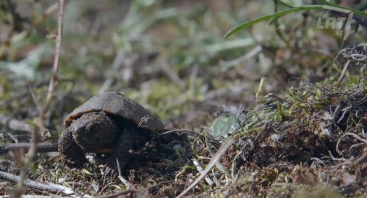 Meteliuose – balinių vėžlių gelbėjimo akciją: jaunikliai žiemos zoologijos sode