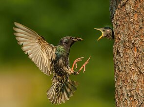 Varnėnas (lot. Sturnus vulgaris)