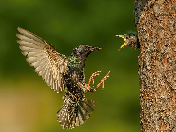 Varnėnas (lot. Sturnus vulgaris)
