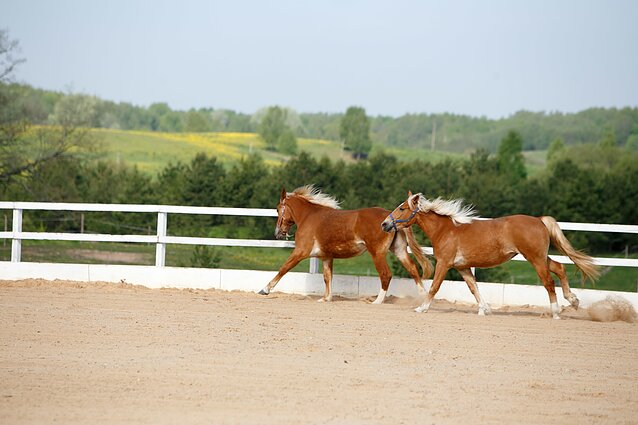 Viskas apie žirgų istoriją: kada iš transporto priemonės tapo sporto ir laisvalaikio kompanionais?