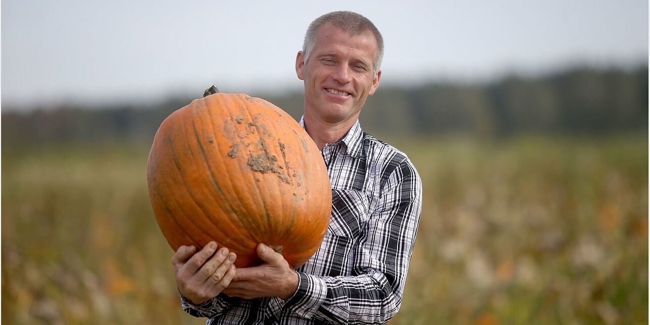 Gintaro Zaukos moliūgų ūkis