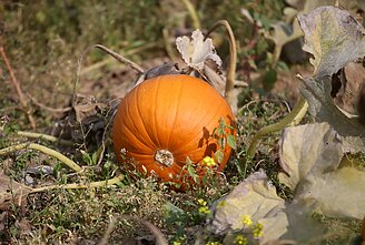 Gintaro Zaukos moliūgų ūkis