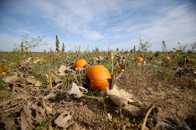 Apie 700 rūšių turintis ir ypatingos priežiūros nereikalaujantis moliūgas – ne tik Helobynui, bet ir širdies kraujagyslių ligomis serganttiems