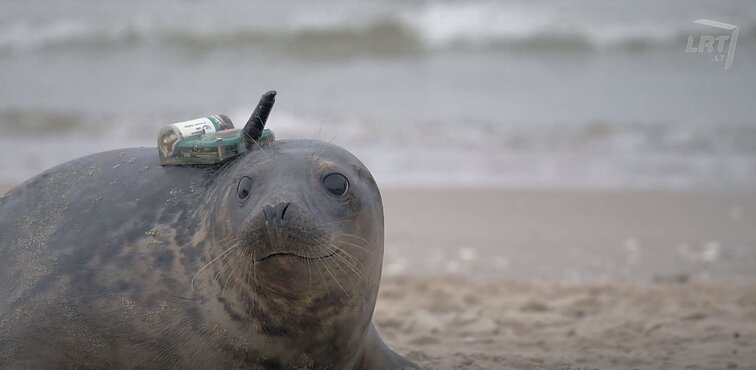 Mūsų gyvūnai. Sustiprėję ruoniukai grįžta į Baltijos jūrą, kuri jiems – ir namai, ir pavojus