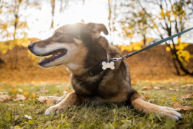 Žinios. Lietuvoje ruošiamasi priimti gyvūnus iš Ukrainos, juos žada priglausti prieglaudos bei gyventojai