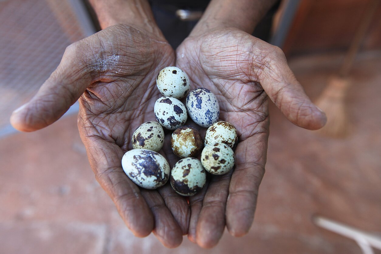 Putpelių kiaušiniai