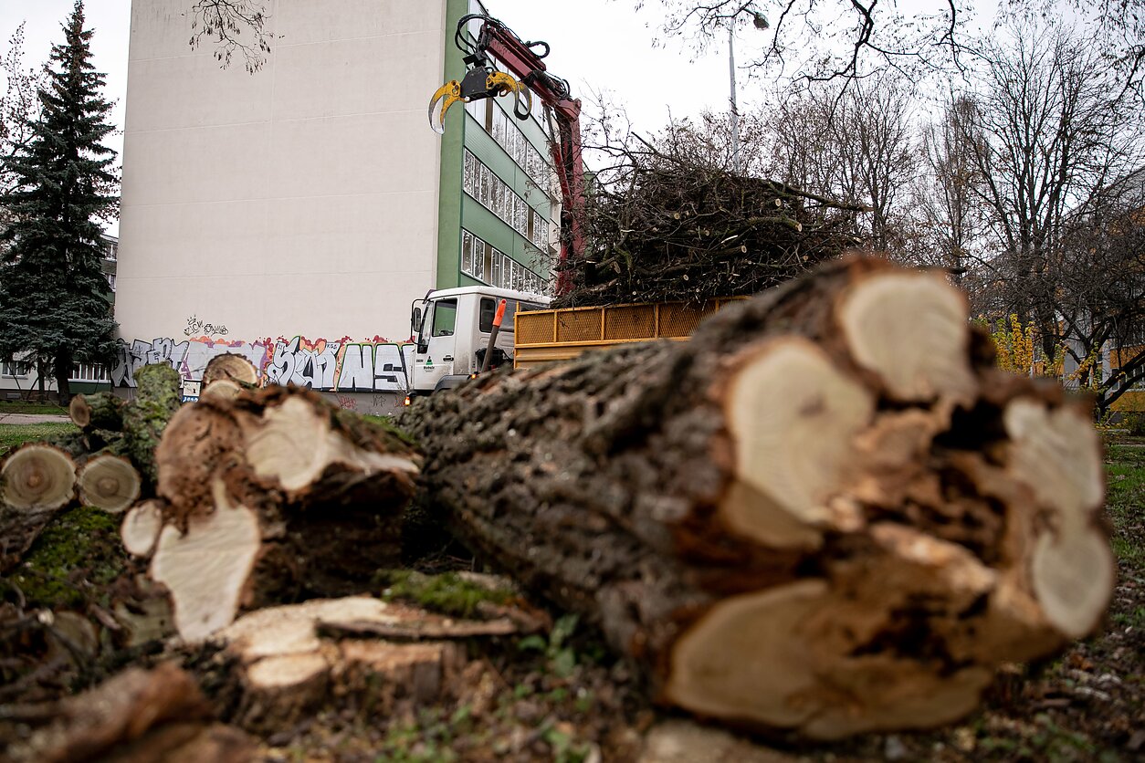 Kertami medžiai; asociatyvi nuotr.