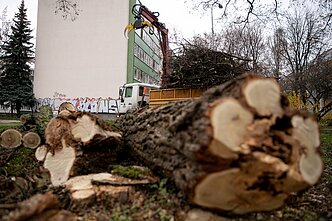 Kertami medžiai; asociatyvi nuotr.