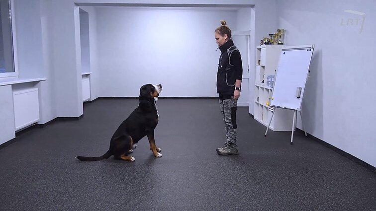 Klausimėlis. Ką žinote apie šunis?