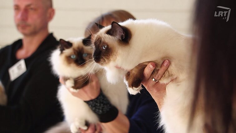 Mūsų gyvūnai. Šunys, ieškantys sprogstamųjų medžiagų, apsilankymas kačių parodoje ir namuose auginamos vištos