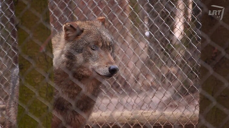 Mūsų gyvūnai. Daug metų vilkus auginantis Bronius Jurgelevičius: tikėtis iš vilko to paties kaip iš šuns neverta