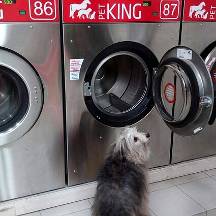 Gyvūnų daiktų skalbykla