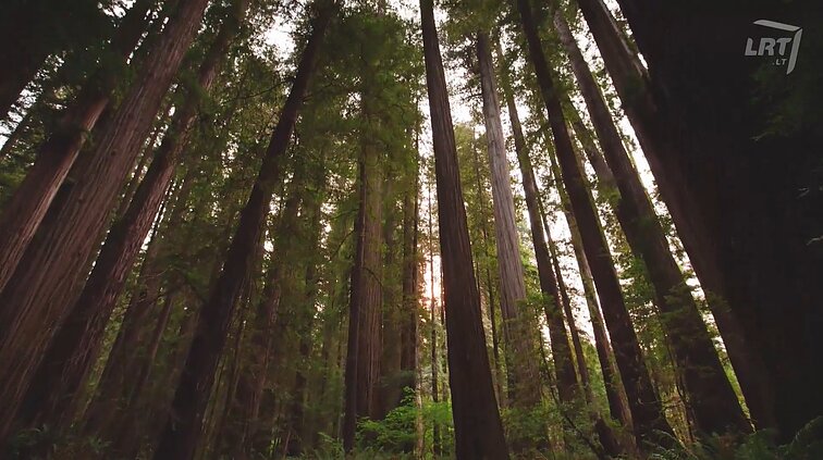 Veranda. Kontroversijų sankirtoje: kova dėl paminklų, plastikinių šiaudelių keitimas makaronais ir pasalūniškas „greenwashas“