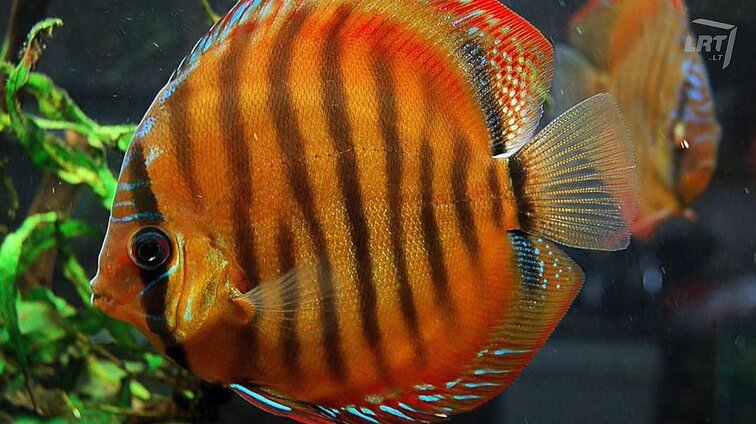 Ne tik prieraišūs gražuoliai, bet ir įnoringi lepūnėliai: kaip prižiūrėti iš Amazonės kilusius diskusus?