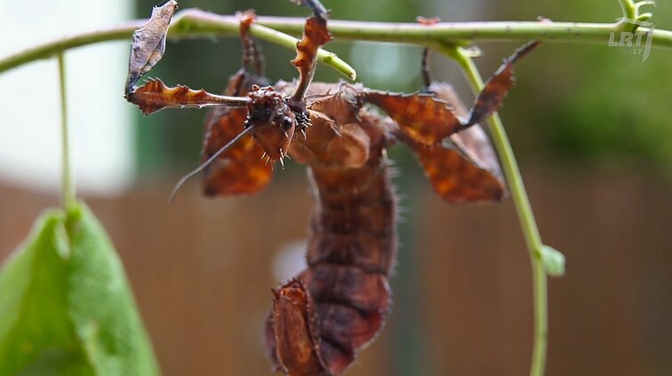 Pradžioje apsimeta skruzdėlėmis, vėliau – medžio šakelėmis: susipažinkite su sumaniosiomis gyvalazdėmis