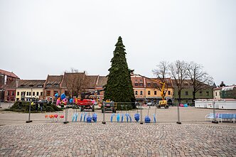 Kaune statoma Kalėdų eglė