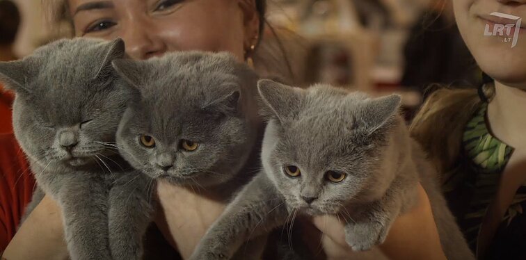 Mūsų gyvūnai. Ar žinote, kokių veislių katės karaliauja šių dienų rengiamose kačių parodose?