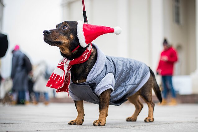 Apranga augintiniui – ne dėl grožio: įvardijo taisykles, kurios padės gyvūnui suteikti patogiausią šilumą