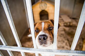 Dog shelter (associative image)