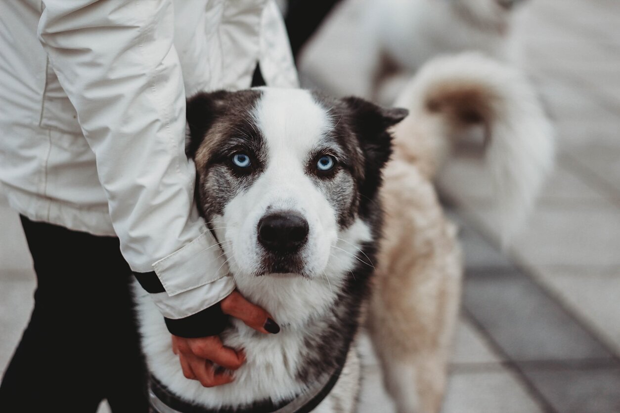 „Parodyk augintiniui eglutę 2019“ 
