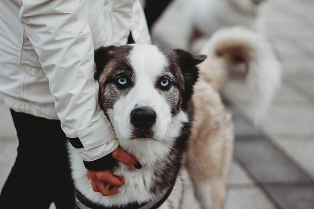 „Parodyk augintiniui eglutę 2019“ 