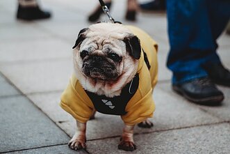 „Parodyk augintiniui eglutę 2019“ 