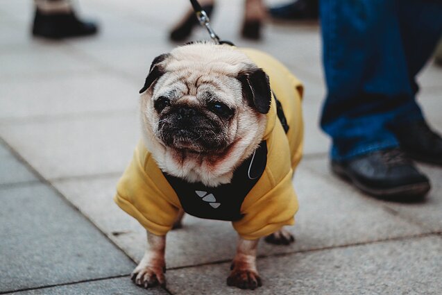 „Parodyk augintiniui eglutę 2019“ 