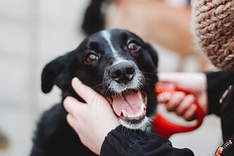 „Parodyk augintiniui eglutę 2019“ 