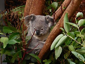 Koala Koala
