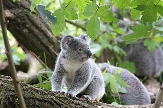 Koala Koala