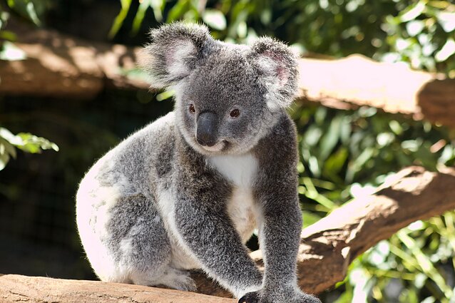 Koala Koala