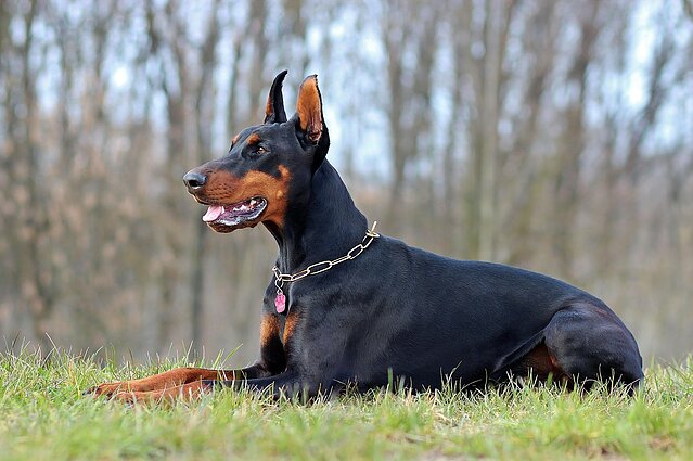 Dobermanas