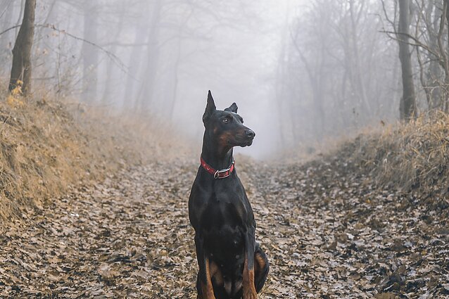 Dobermanas