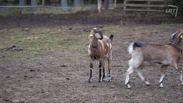 Imantis namų akvariumo įkurtuvių, specialistė rekomenduoja: nesidairykite į konkursinius modelius