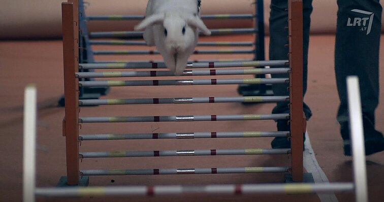 Per kliūtis šokinėjančių triušių varžybose – vikriausi augintiniai, su kuriais skrieja ir šeimininkai