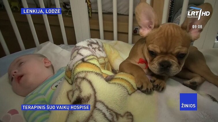 Žinios. Lenkijoje esančiame vaikų hospise sergantiems mažiesiems kasdienybę skaidrina terapinis šuniukas