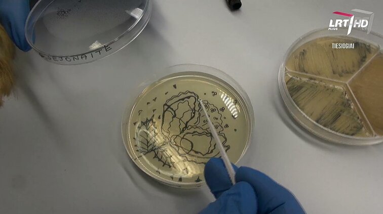 Kultūros diena. Gyvi organizmai meno kūrinyje – meno ir mokslo panašumų paieškos Gyvybės mokslų centre